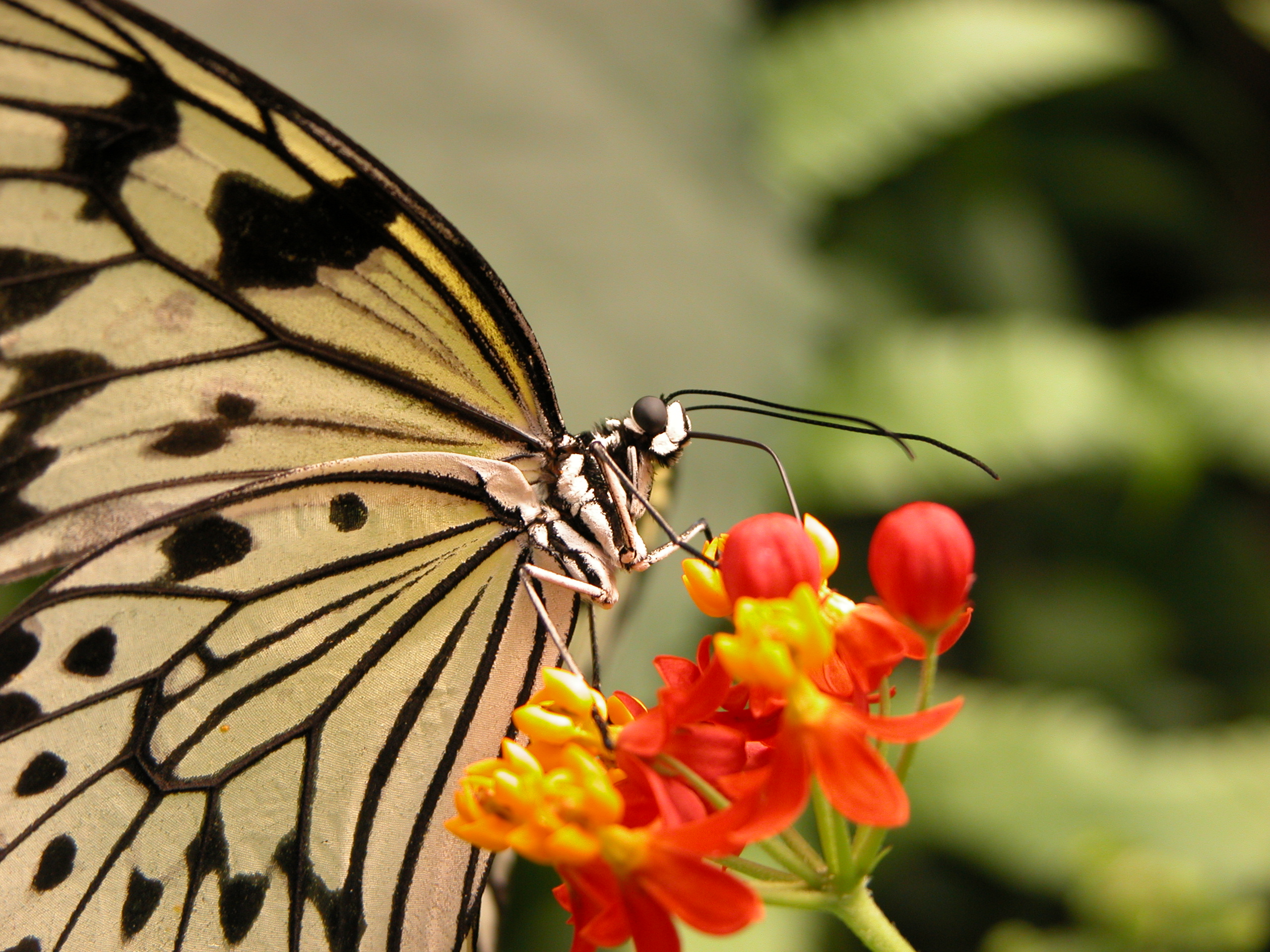 b12nature_animals_insects049.jpeg